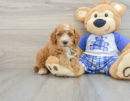 8 week old Poodle Puppy For Sale - Simply Southern Pups