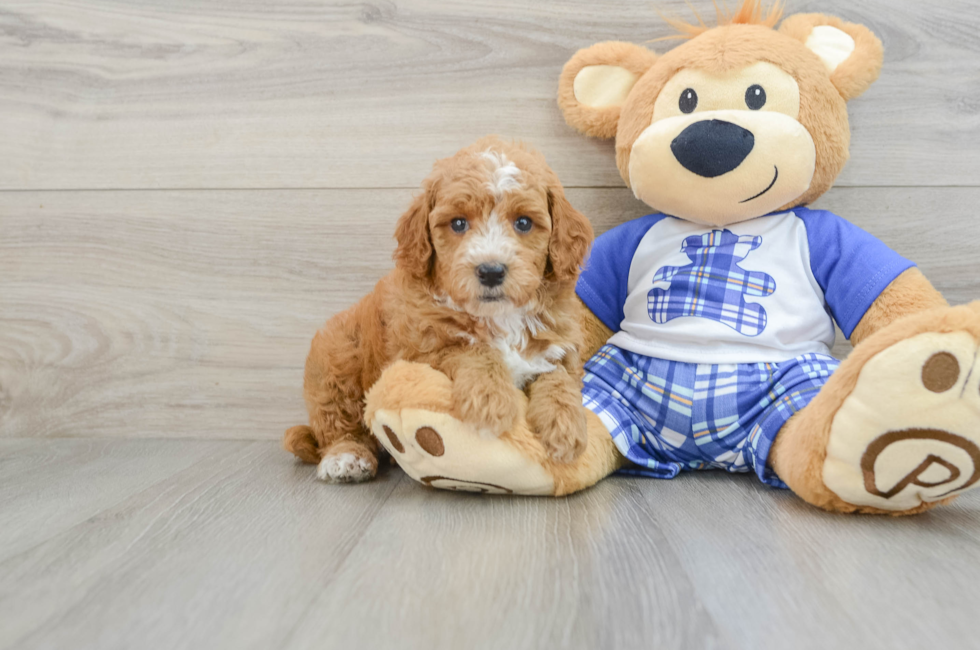 7 week old Poodle Puppy For Sale - Simply Southern Pups