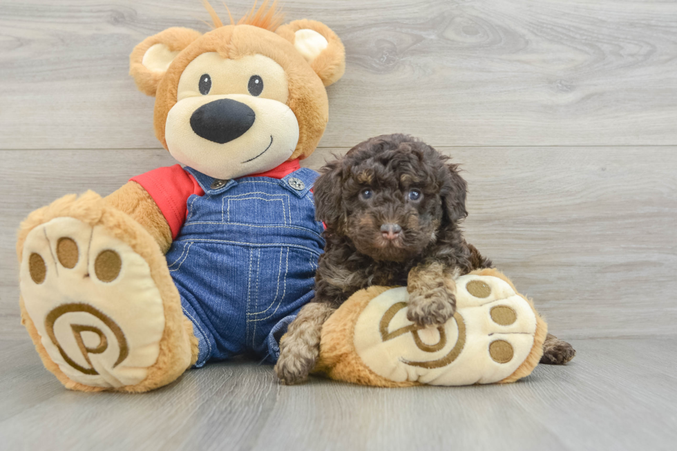 Poodle Pup Being Cute