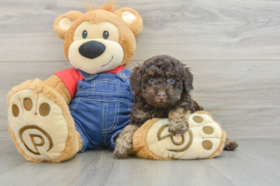 5 week old Poodle Puppy For Sale - Simply Southern Pups