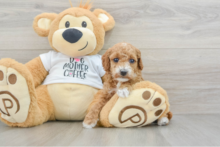 Poodle Puppy for Adoption