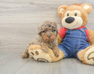 7 week old Poodle Puppy For Sale - Simply Southern Pups