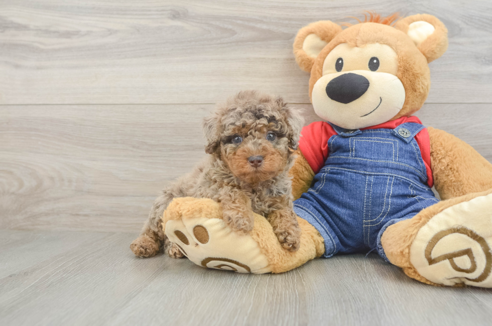 5 week old Poodle Puppy For Sale - Simply Southern Pups