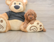 7 week old Poodle Puppy For Sale - Simply Southern Pups