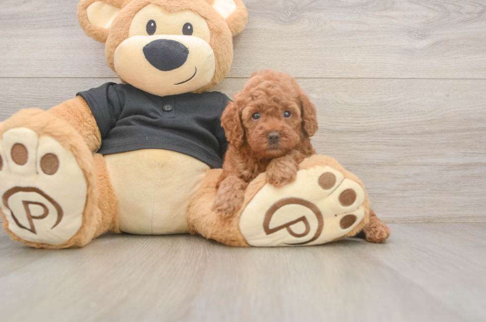 5 week old Poodle Puppy For Sale - Simply Southern Pups