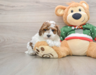 7 week old Poodle Puppy For Sale - Simply Southern Pups