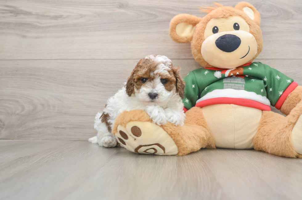 5 week old Poodle Puppy For Sale - Simply Southern Pups