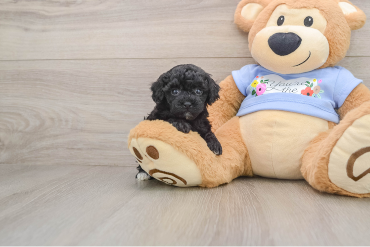 Small Poodle Baby