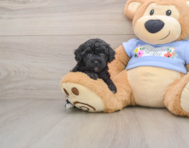 7 week old Poodle Puppy For Sale - Simply Southern Pups