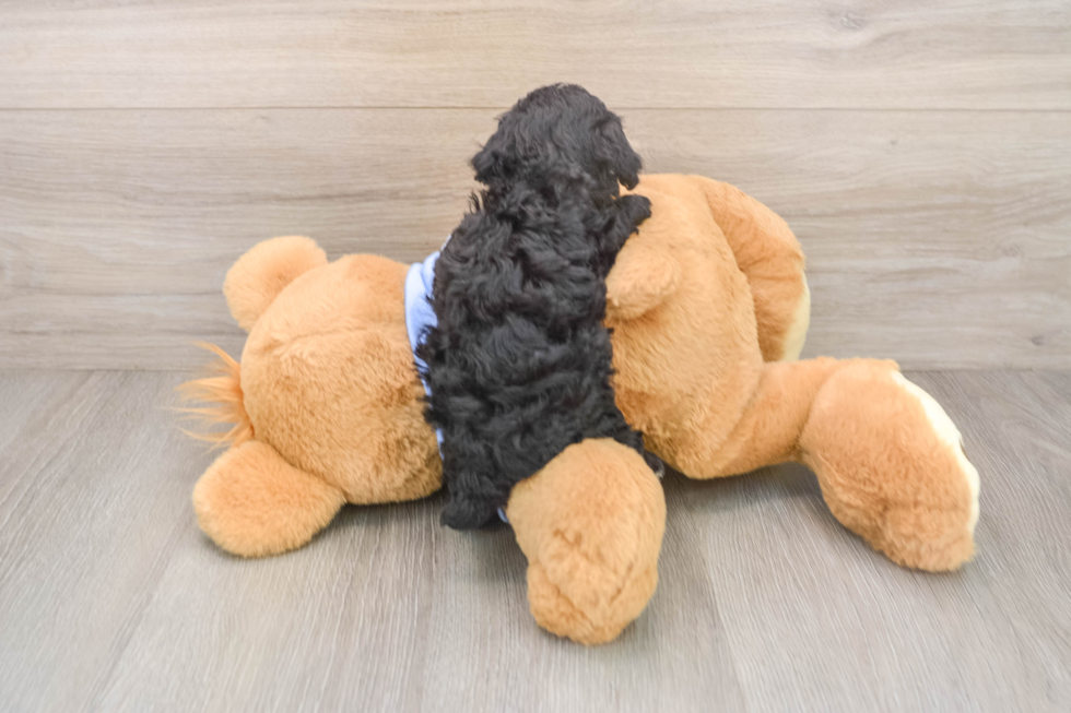 Small Poodle Purebred Pup