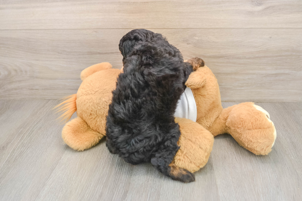 Playful Poodle Purebred Pup