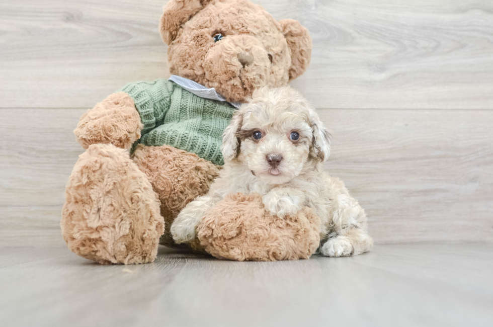 7 week old Poodle Puppy For Sale - Simply Southern Pups
