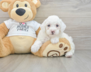 7 week old Poodle Puppy For Sale - Simply Southern Pups