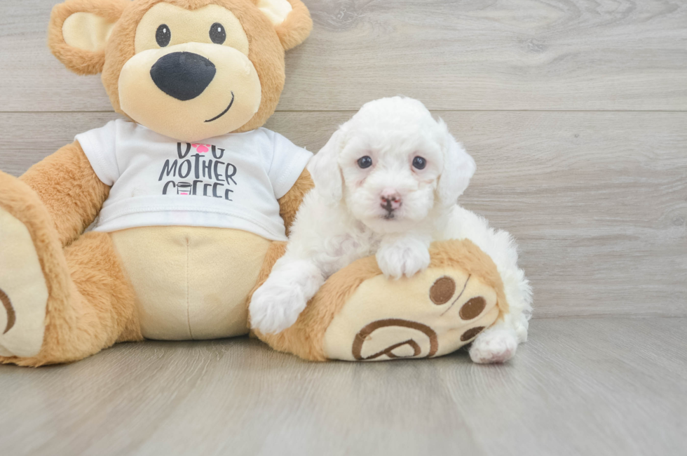 7 week old Poodle Puppy For Sale - Simply Southern Pups
