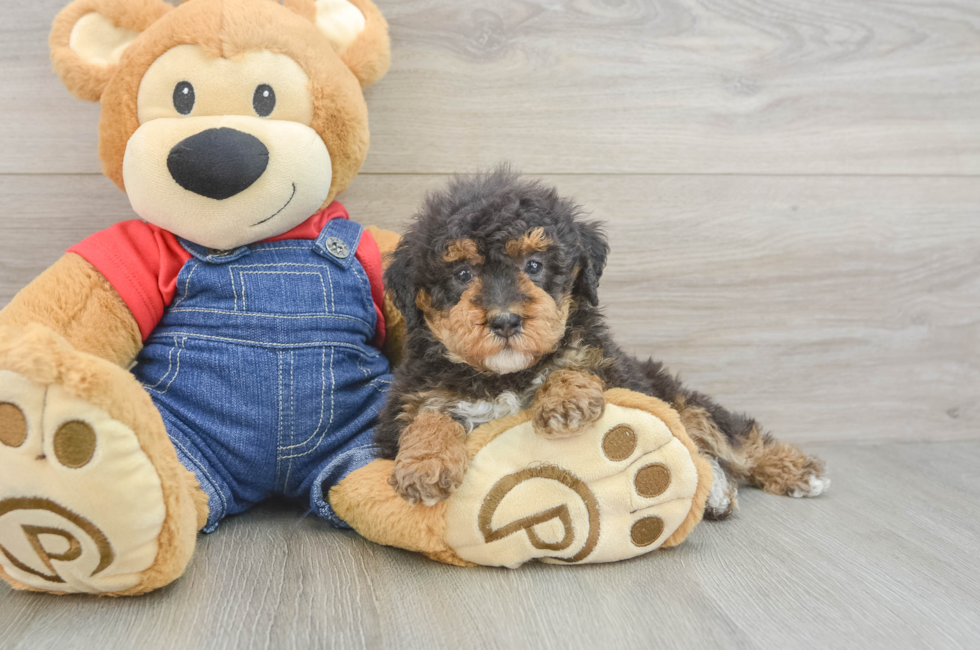 5 week old Poodle Puppy For Sale - Simply Southern Pups