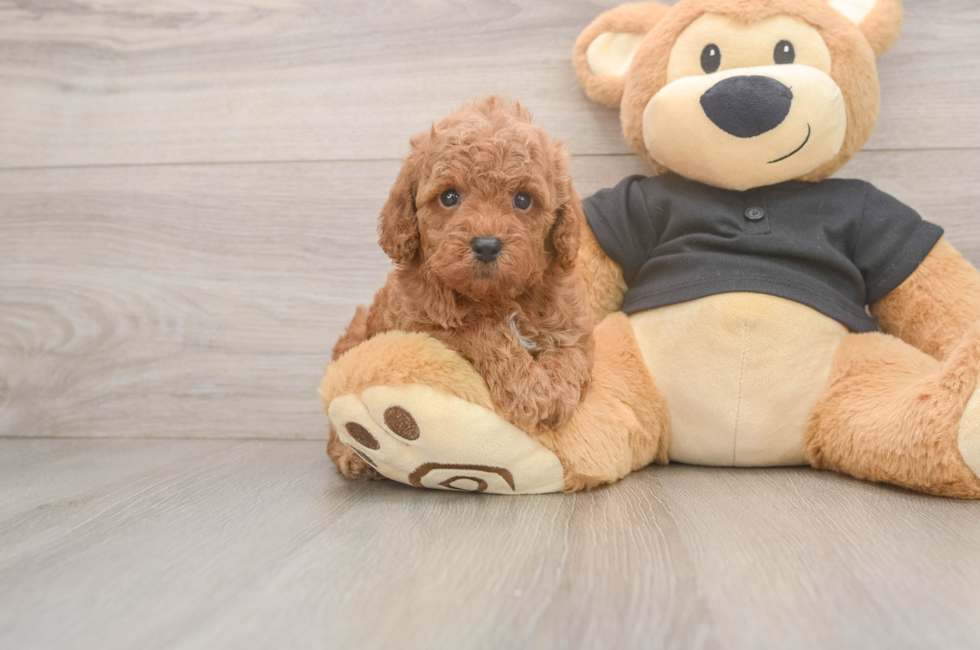 5 week old Poodle Puppy For Sale - Simply Southern Pups