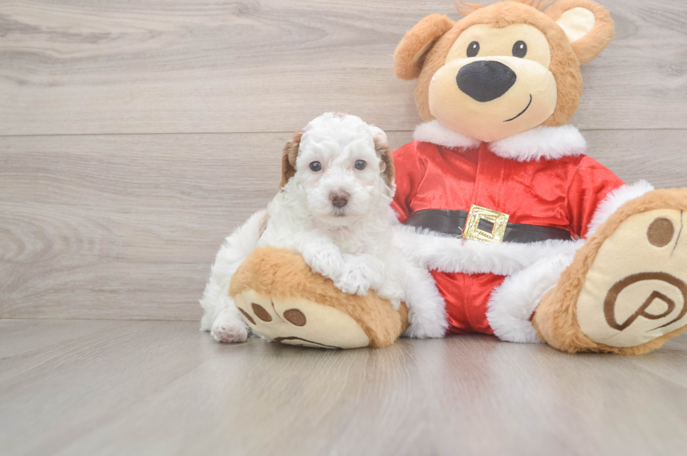 5 week old Poodle Puppy For Sale - Simply Southern Pups