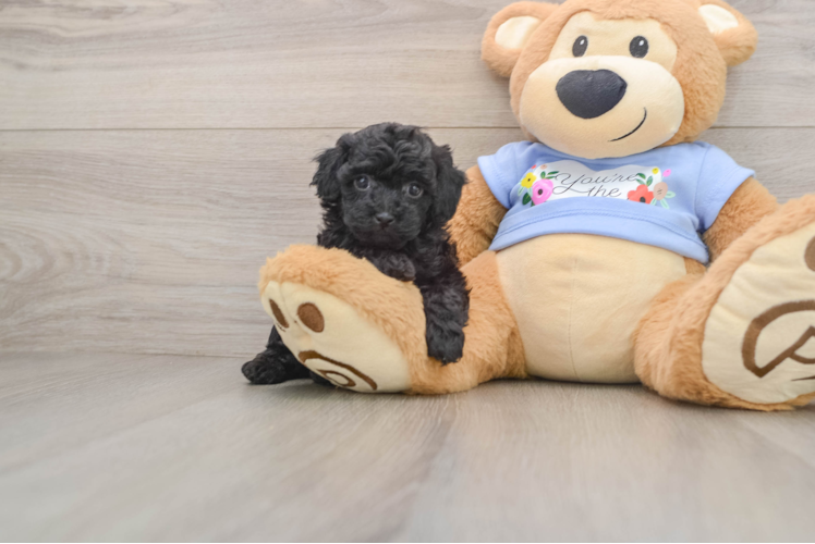 Akc Registered Poodle Purebred Pup