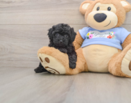 7 week old Poodle Puppy For Sale - Simply Southern Pups