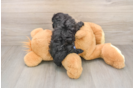 Poodle Puppy for Adoption
