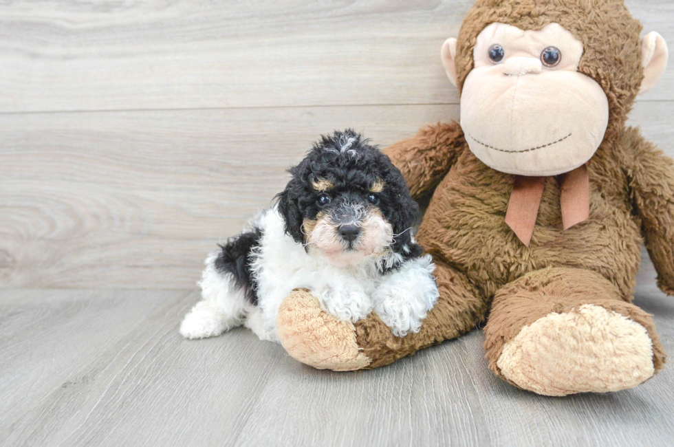6 week old Poodle Puppy For Sale - Simply Southern Pups