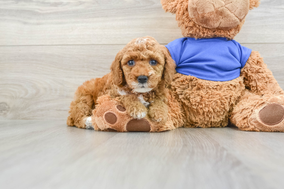 Poodle Pup Being Cute