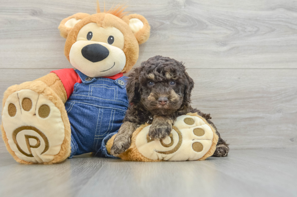 5 week old Poodle Puppy For Sale - Simply Southern Pups