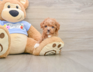 6 week old Poodle Puppy For Sale - Simply Southern Pups