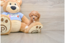 Poodle Puppy for Adoption