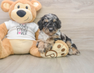 8 week old Poodle Puppy For Sale - Simply Southern Pups