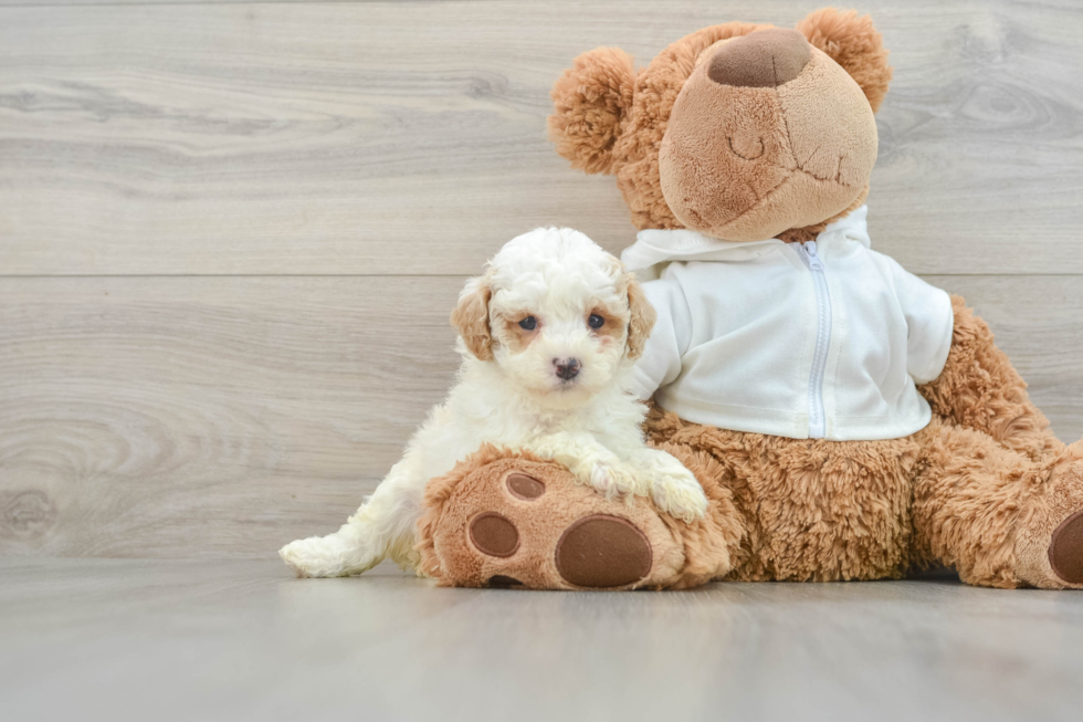 Poodle Pup Being Cute