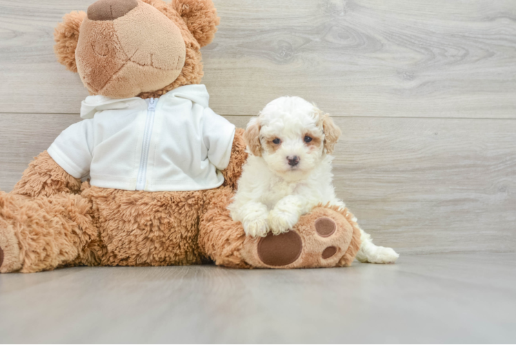 Popular Poodle Baby