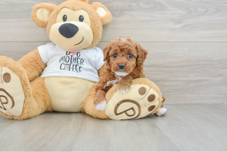 Small Poodle Purebred Pup