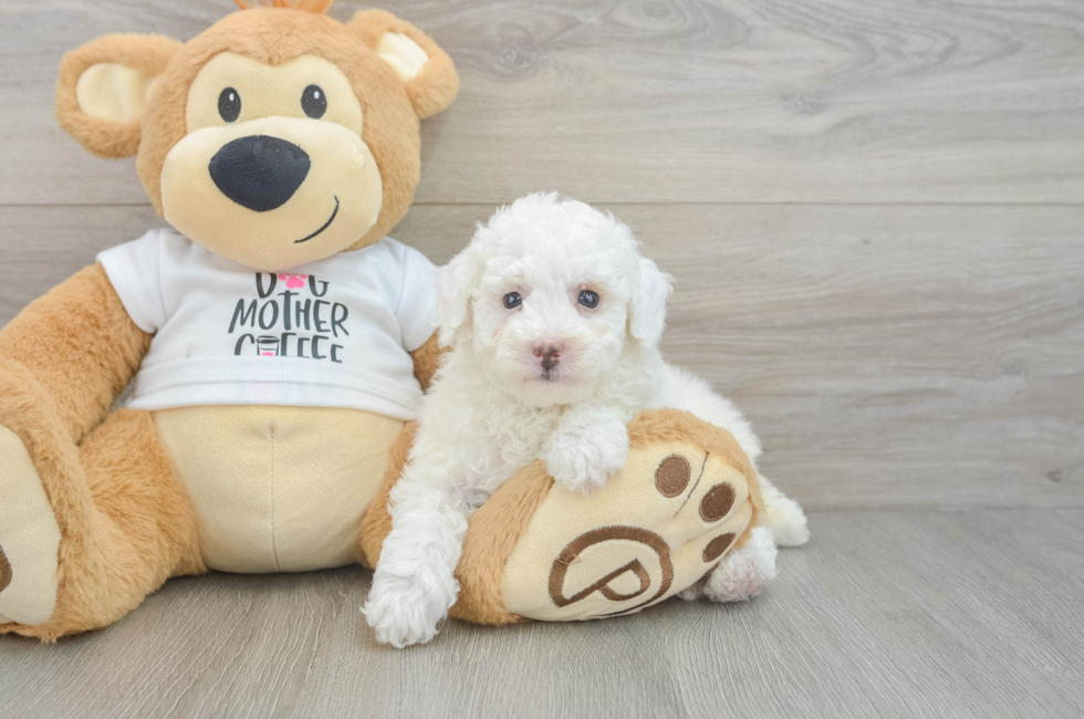 7 week old Poodle Puppy For Sale - Simply Southern Pups