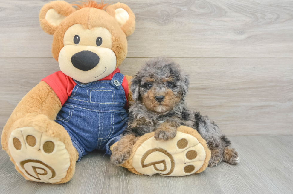 5 week old Poodle Puppy For Sale - Simply Southern Pups