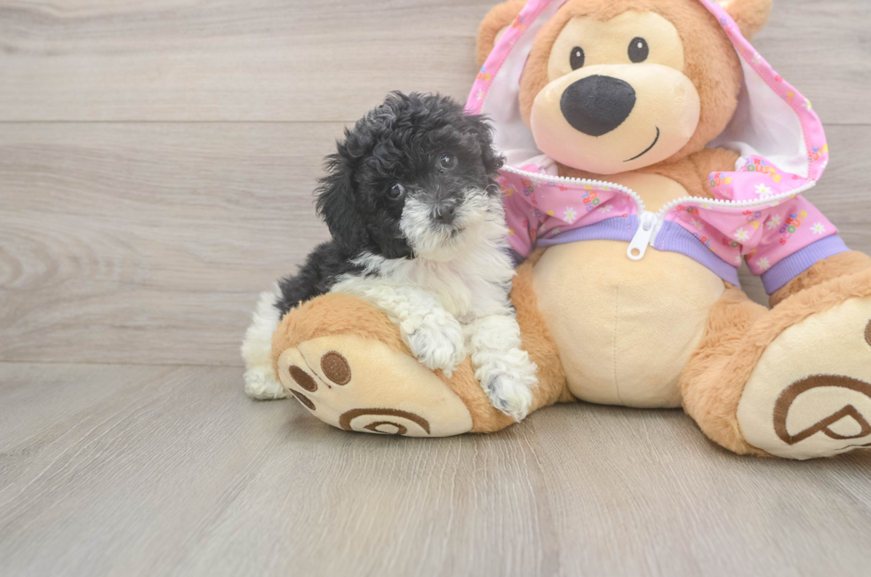 5 week old Poodle Puppy For Sale - Simply Southern Pups