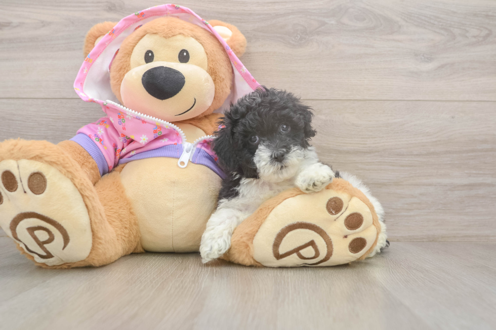 Energetic Toy Poodle Purebred Puppy