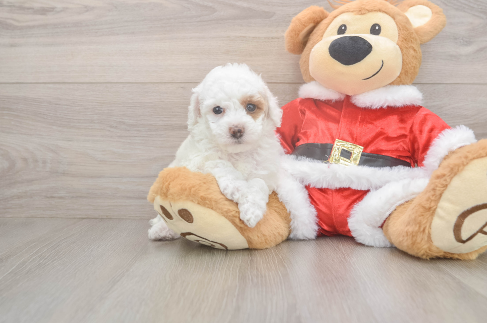 5 week old Poodle Puppy For Sale - Simply Southern Pups