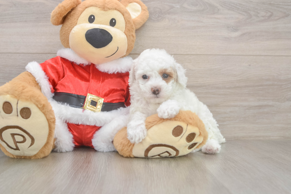 Poodle Puppy for Adoption