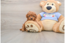 Adorable Toy Poodle Purebred Puppy