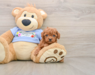 6 week old Poodle Puppy For Sale - Simply Southern Pups
