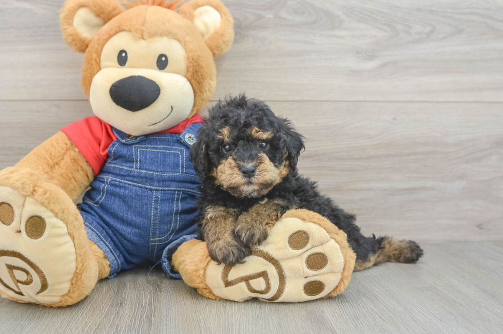 5 week old Poodle Puppy For Sale - Simply Southern Pups