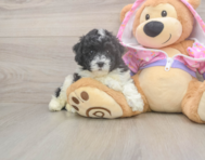 8 week old Poodle Puppy For Sale - Simply Southern Pups