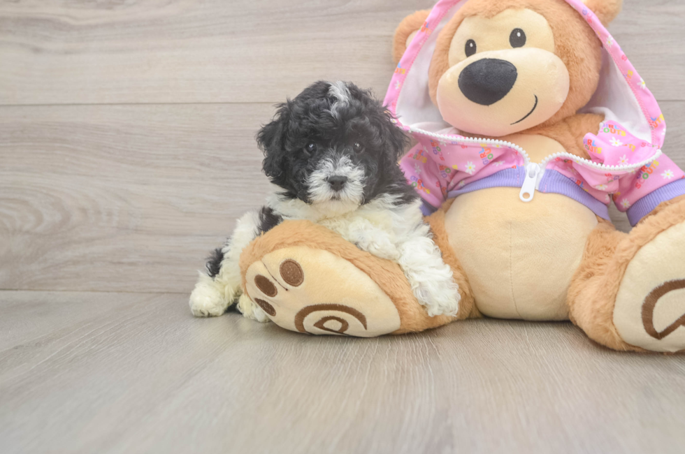 5 week old Poodle Puppy For Sale - Simply Southern Pups