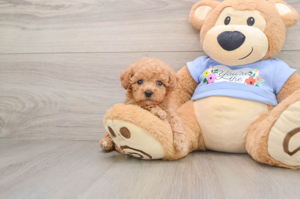 Funny Poodle Purebred Pup
