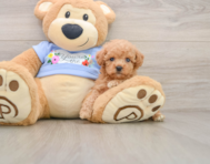 6 week old Poodle Puppy For Sale - Simply Southern Pups