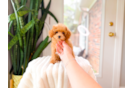 Cute Poodle Baby