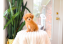 Poodle Puppy for Adoption