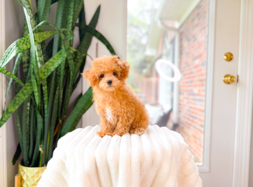 Poodle Puppy for Adoption
