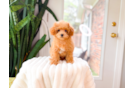 Cute Poodle Purebred Pup